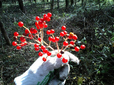 CA340048.jpg