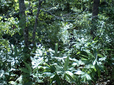 CA340056.jpg