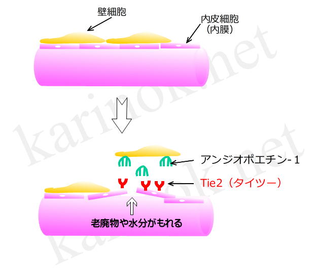 出典：karinok.net