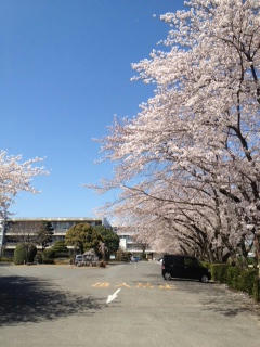 sakura2012-2.JPG