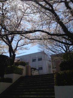 sakura2012-3.JPG