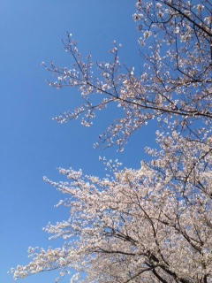 sakura2012-4.JPG