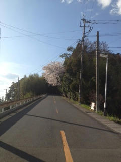 sakura2012-5.JPG
