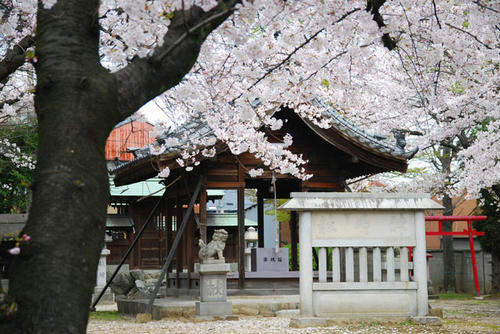sakura.jpg