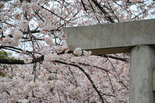 sakura1.jpg