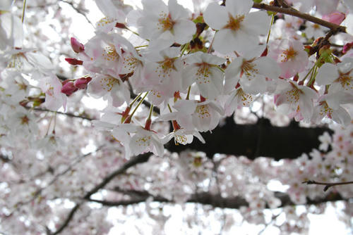 sakura3.jpg