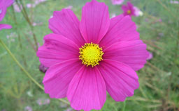 コスモス（テスト用画像）