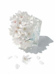 sakura3-f.jpg