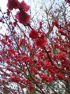ひなまつりの「桃の花」らしいですよ