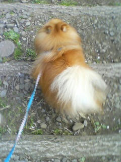 美容院に行ったから毛がサラサラなんだぜ！（by ムック）