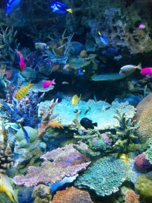 サンシャイン水族館