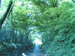 森のトンネル