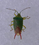 080504_HEXABON.JPG