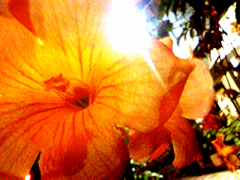 Fire Flower