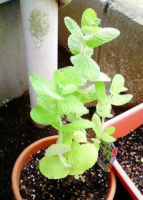 applemint0517.JPG