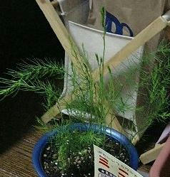 Asparagus0520.jpg