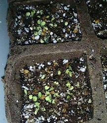 basilicum0520.jpg
