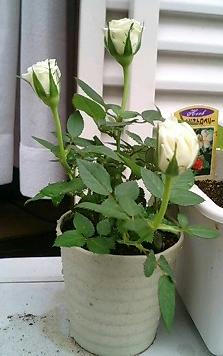minirose0512_2.jpg
