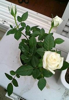 minirose0512_3.jpg