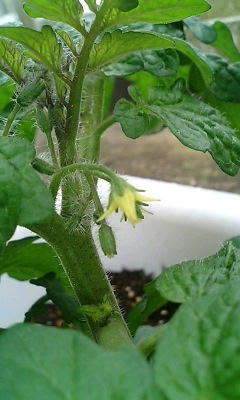 tomato0510.jpg