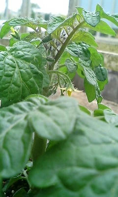 tomato0512.jpg