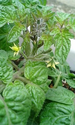 tomato0512_2.jpg