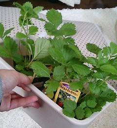 wstrowberry0512.jpg