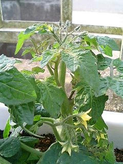 tomato0521.jpg
