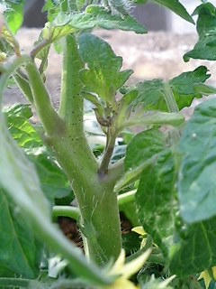 tomato_wakime0521.jpg