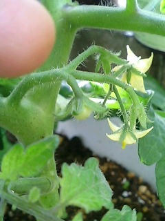 tomato0524_3.jpg