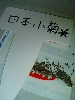kiku0524.jpg