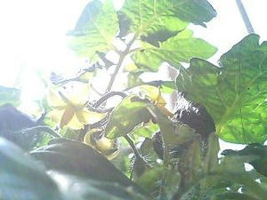 tomato0524.jpg
