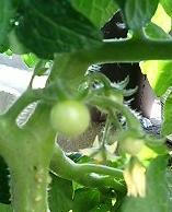 tomato0527.jpg