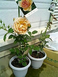 rose.jpg