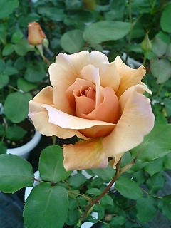 rose1.jpg