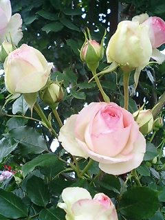 rose2.jpg