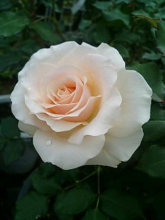 rose3.jpg