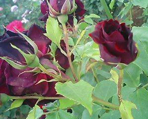 rose4.jpg