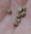horenso_seed.jpg
