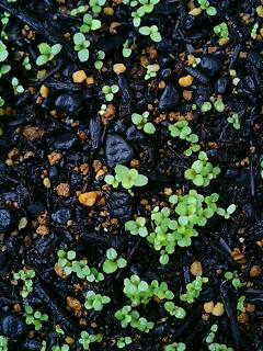 lobelia0530.jpg