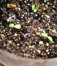 aster0530.jpg