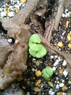 basil0602.jpg