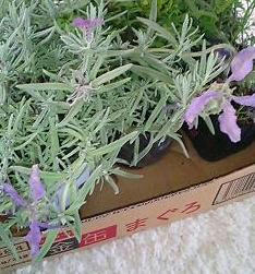 lavender_2.jpg