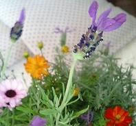 Stoechaslavender.jpg