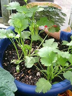 coriander0604.jpg