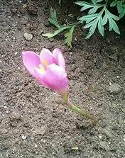 zephyranthes0604_2.jpg