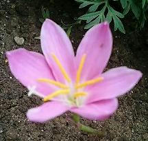 zephyranthes0604_3.jpg