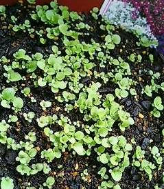 lobelia0605.jpg