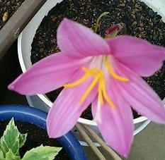 zephyranthes0605.jpg