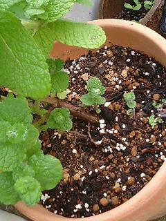 applemint0607.jpg
